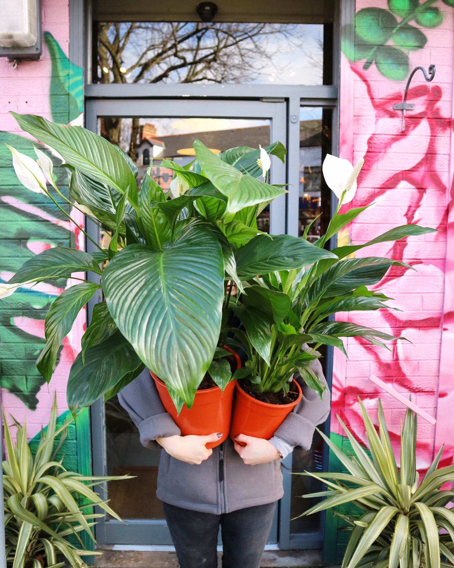 1821 peace lily Spathiphyllum 'Peace Lily' | Plant Shop Belfast