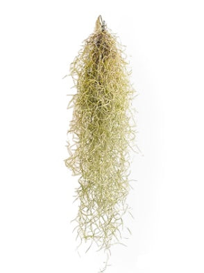Tillandsia usneoides - Spanish Moss