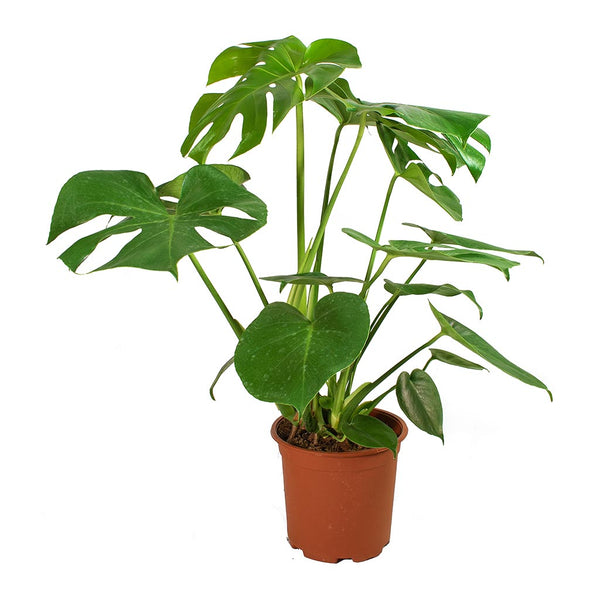 Monstera Deliciosa 'Swiss Cheese Plant'