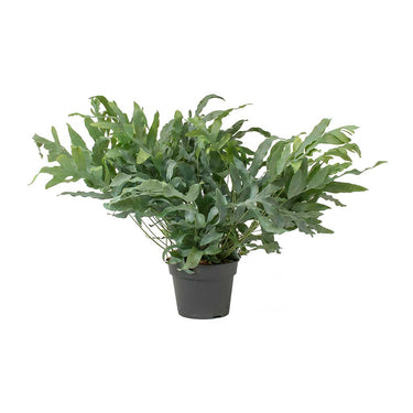 Phlebodium Aureum 'Blue Star Fern'