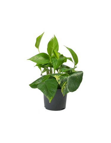 Epipremnum Aureum 'Golden Pothos'