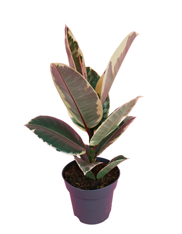 Ficus Tineke