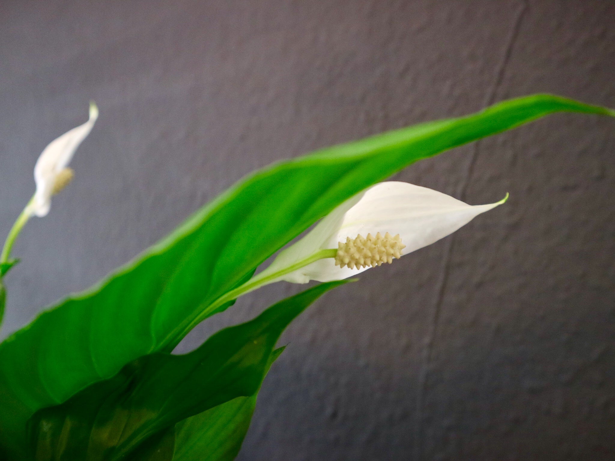 peace lily ireland Spathiphyllum 'Peace Lily' | Plant Shop Belfast