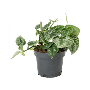 Scindapsus Pictus 'Satin Pothos'
