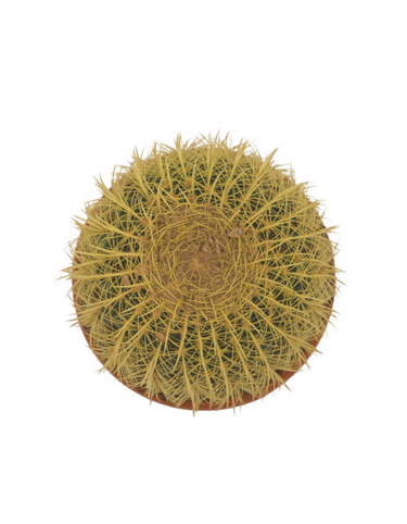 Barrel Cactus – Memento Belfast houseplant product photo 2