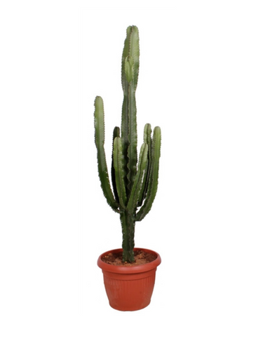 Euphorbia Erythraeae 150cm