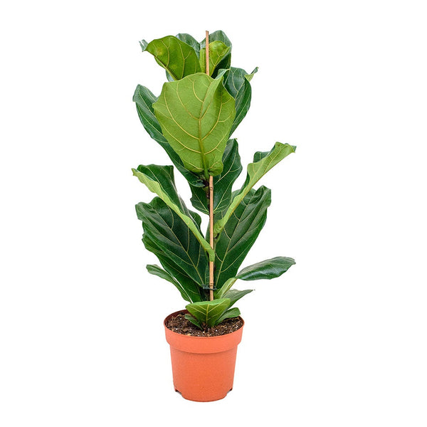 Ficus Lyrata 'Fiddle Leaf Fig'