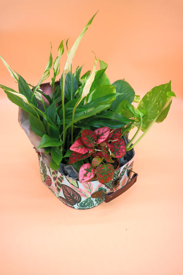 Botanical Box
