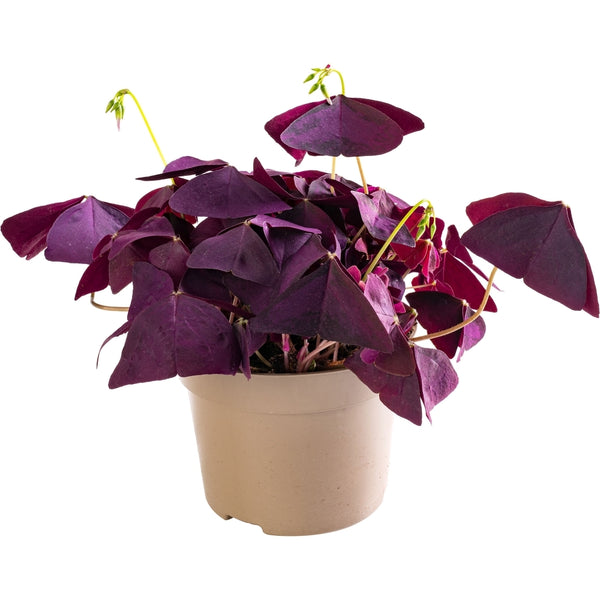 indoor purple spider plant Chlorophytum Ocean