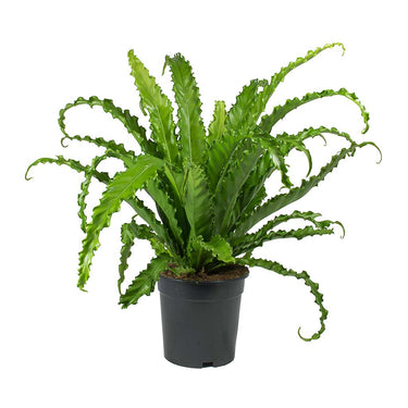 Asplenium Osaka 'Birds Nest Fern'
