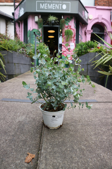 Eucalyptus Gunnii