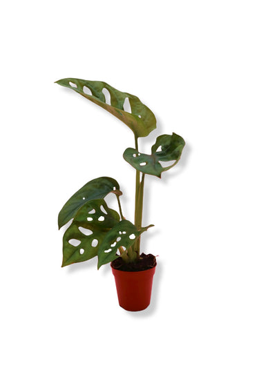 Monstera Monkey Mask