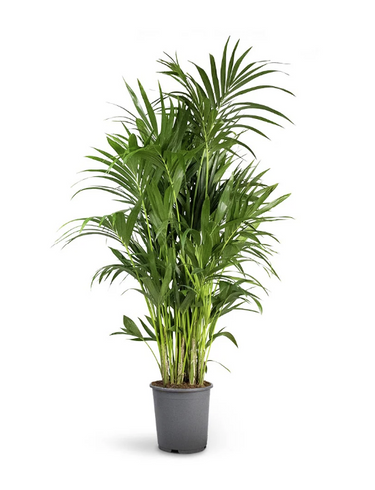 Howea Forsteriana - Kentia Palm