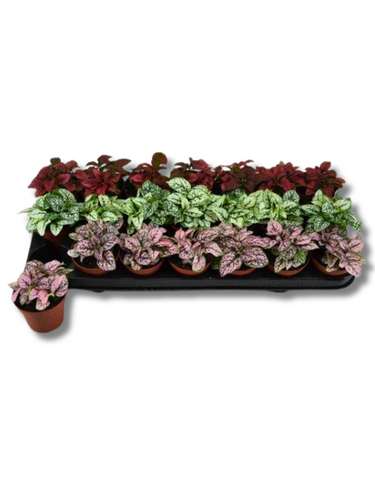 Hypoestes
