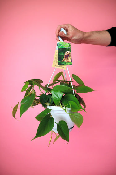 Heartleaf Philodendron