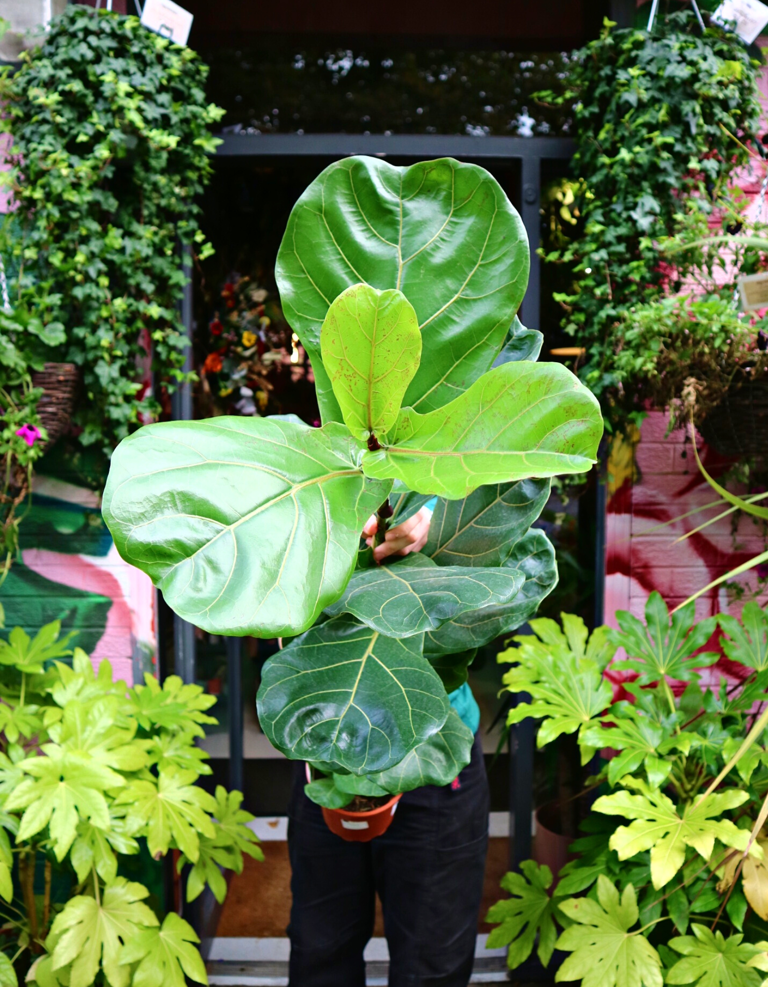 fiddle leaf fig ireland Ficus Lyrata 'Fiddle Leaf Fig' – Memento Belfast