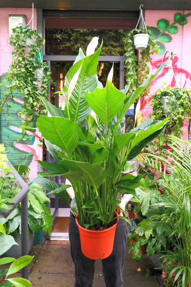 Spathiphyllum ‘Sensation’