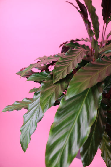 Calathea Rufibarba