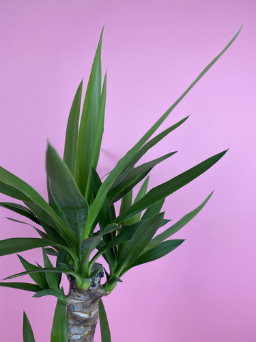 Yucca