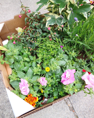 The Garden Box