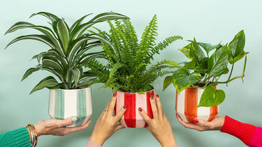 Three people holding potted plants against a light green background