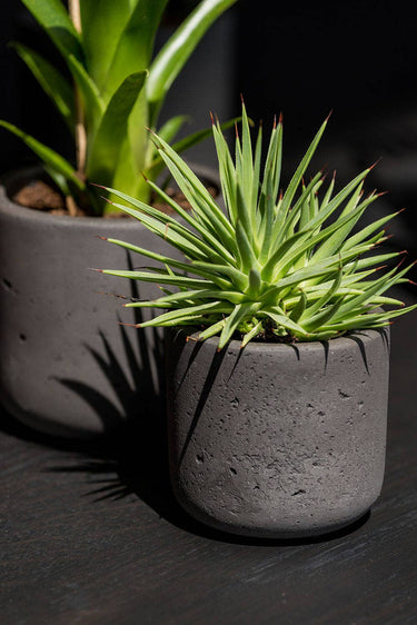 Charlie Planter in Black Washed