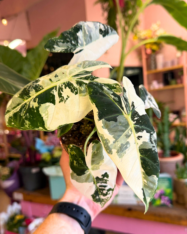 Alocasia Frydek Variegata