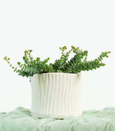 Crassula Hottentot