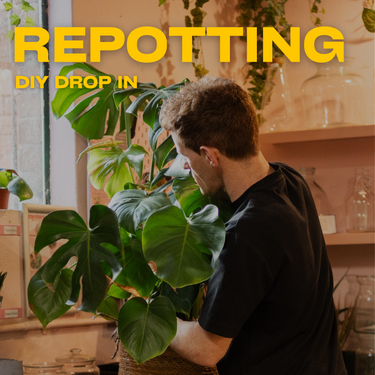 Repotting DIY Drop In