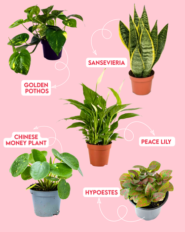 Plant Killer Bundle