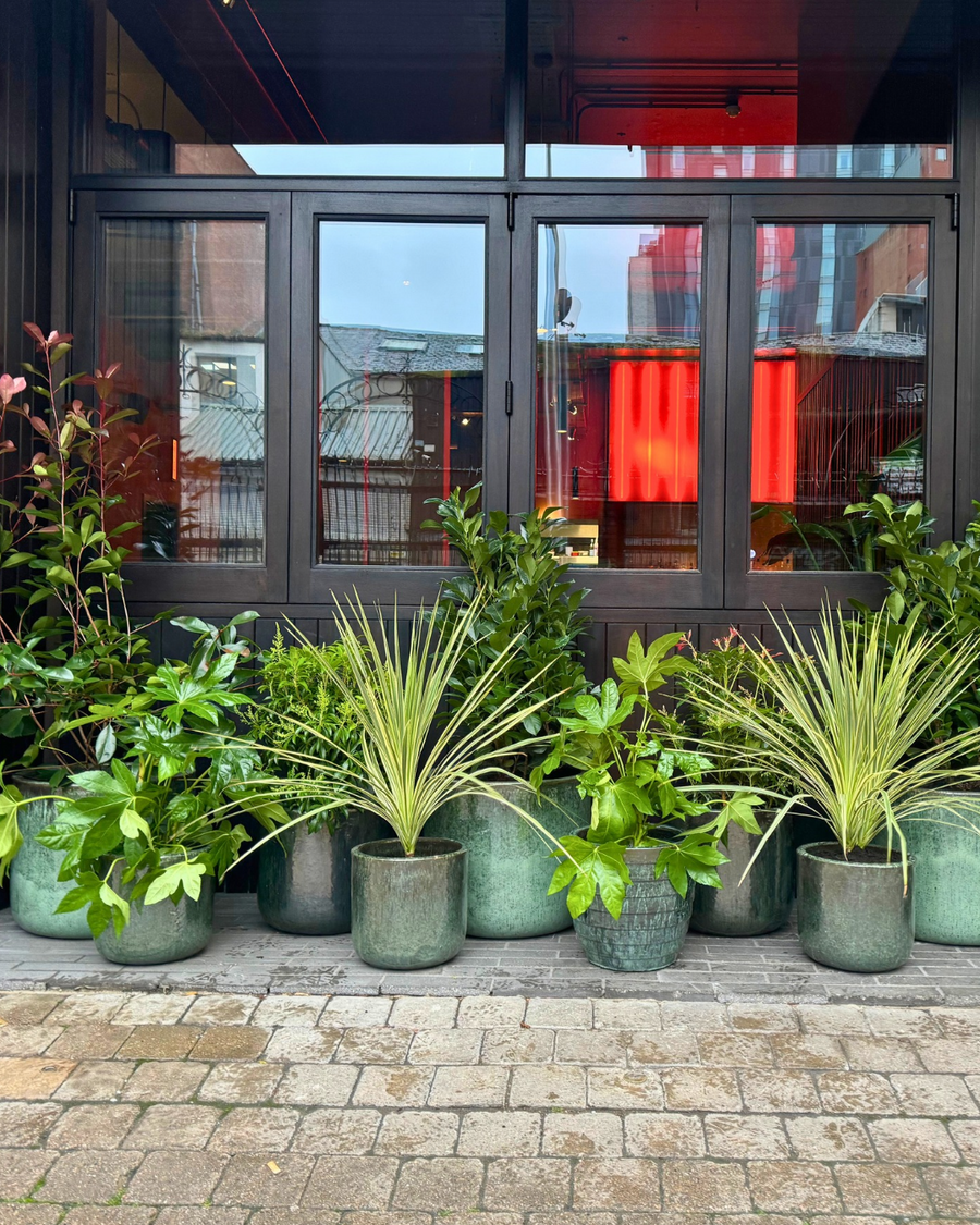 Lush planting at a Belfast hospitality venue