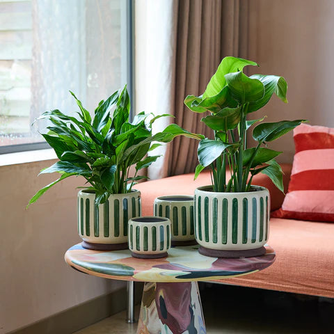 Green Stripe Pot