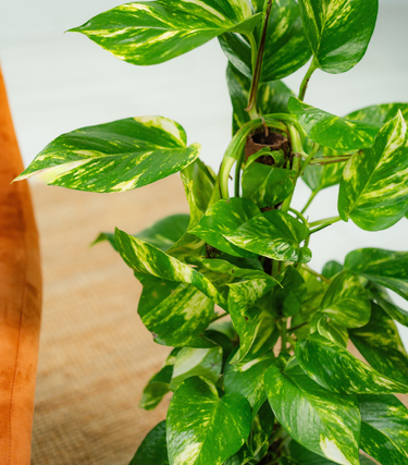 Epipremnum Aureum 'Golden Pothos' -  Moss Pole