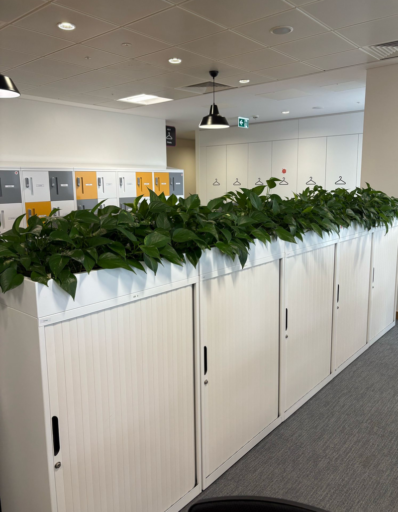 Holding image for workplace plant advice — replace with your project photo
