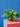 Chinese Money Plant (Pilea Peperomioides)