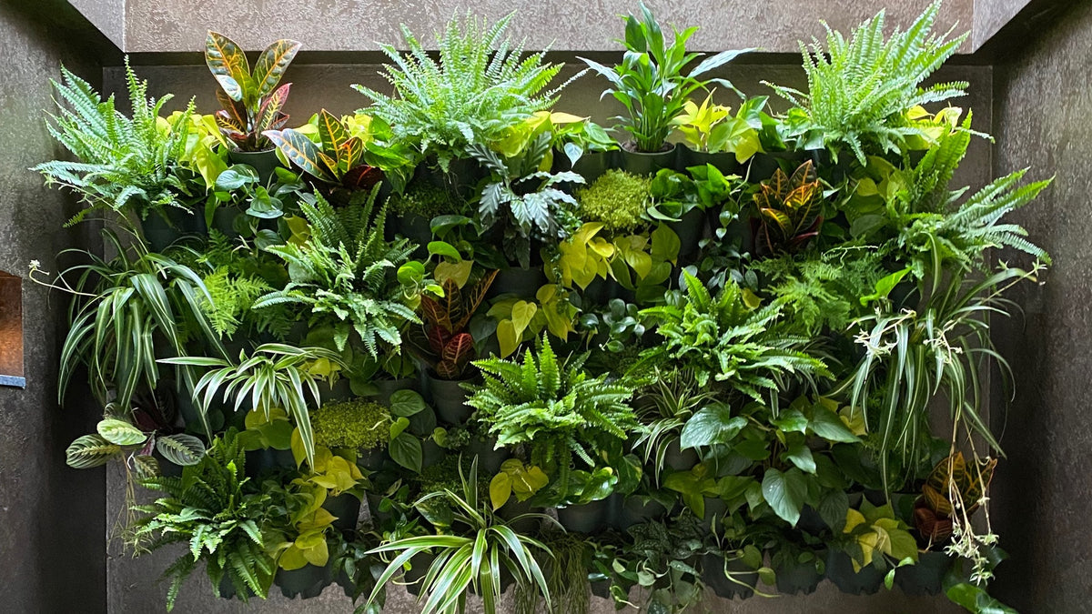 Houseplants on display in Memento Belfast