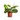 Prayer Plant (Maranta Lemon)