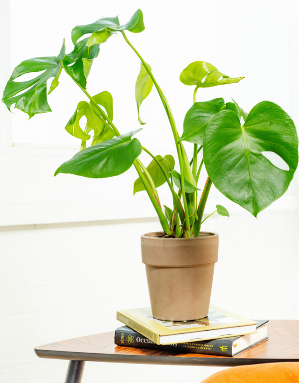 Monstera Deliciosa 'Swiss Cheese Plant'