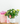Hydrangea Planter – Memento Belfast plant product photo 2