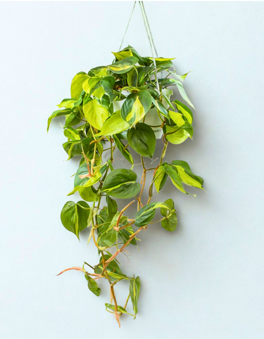Philodendron Scandens