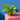 Chinese Money Plant (Pilea Peperomioides)