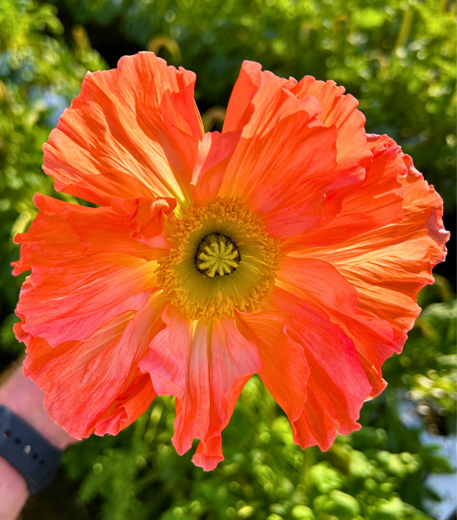 Poppies & Bubbles