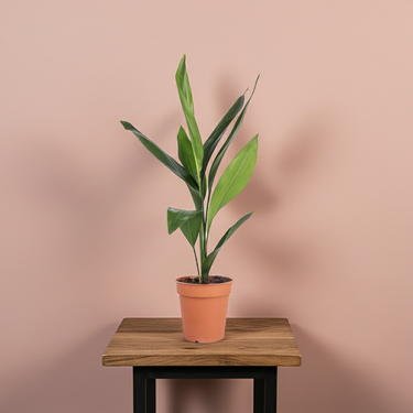 Aspidistra 'Cast Iron Plant'