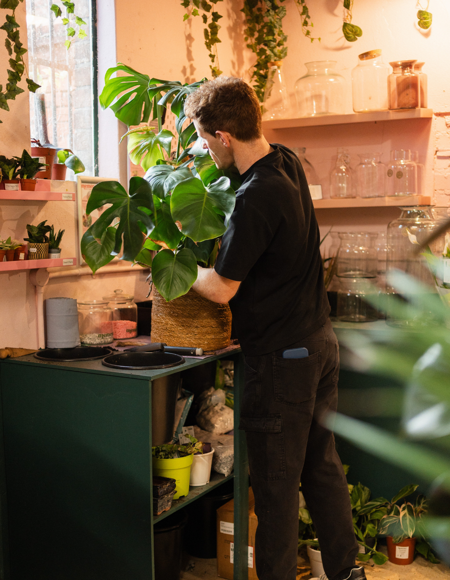 Repotting Drop-In