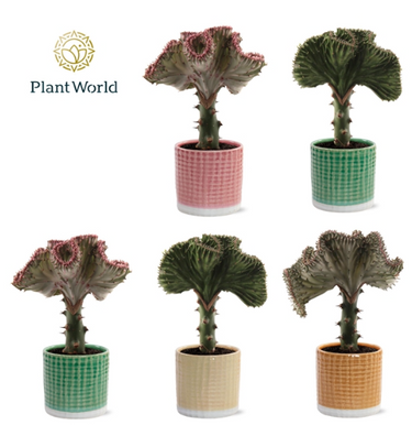 Euphorbia Lactea Cristata