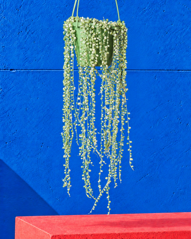 Variegated String of Pearls (Senecio rowleyanus ‘Variegatus’)