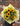 Sunnyside 'Sunflower Edit'