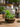 Tropical Ravine Terrarium | Fri 18th Sept, 6:00pm |  Memento Store