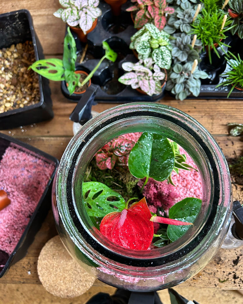Tropical Terrarium