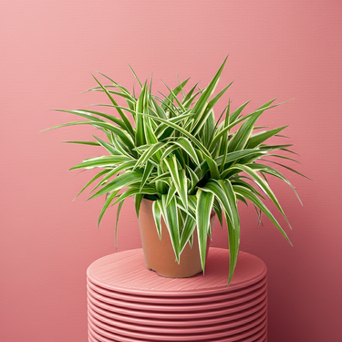 Chlorophytum Atlantic - Spider Plant